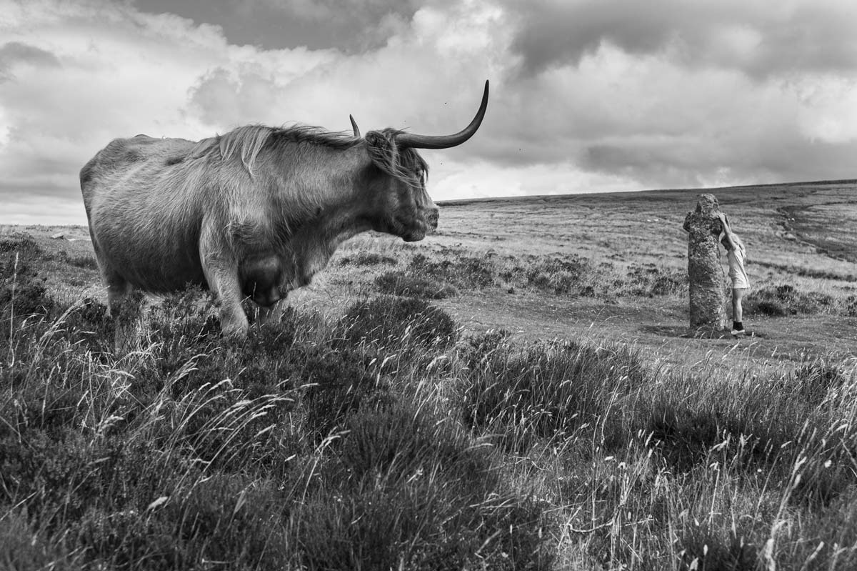 Fotografie z cyklu Evropský deník - Kráska a zvíře, Dartmoor, Anglie, 2016